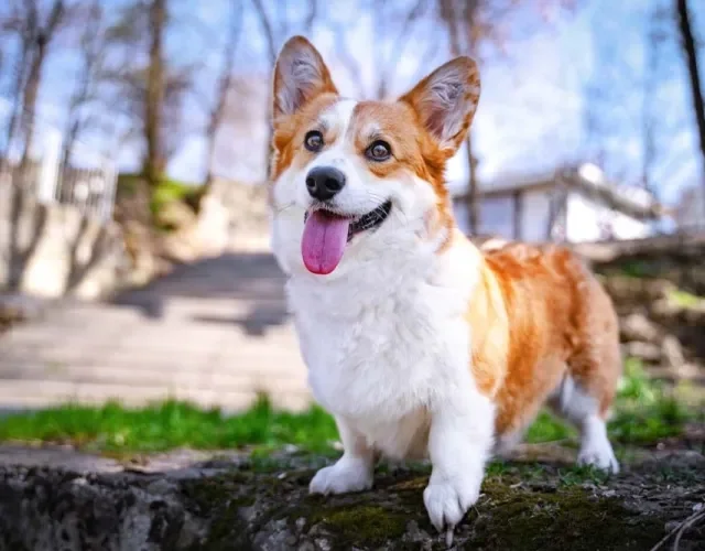 Corgi: raça era utilizada como cão de pastoreio, por isso está sempre alerta