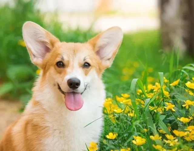 Os cachorros Corgi têm longas orelhas que precisam de cuidados específicos