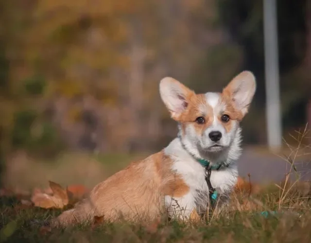 Raça Corgi: filhote de cachorro deve ser vacinado e vermifugado antes dos primeiros passeios