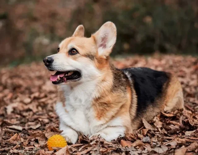 Cachorro Welsh Corgi é muito inteligente e aprende comandos facilmente