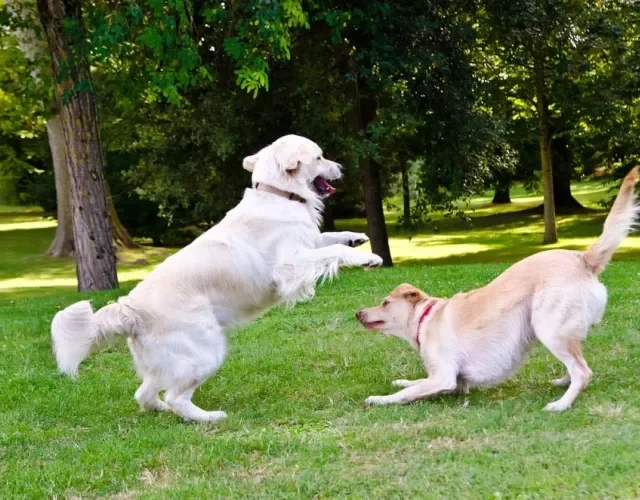 Passear com cachorro é muito importante para ele socializar com outros animais, pessoas e ambientes!