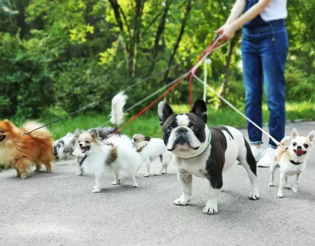 Você pode contratar um passeador de cães para revezar as caminhadas. Seu peludo vai adorar!