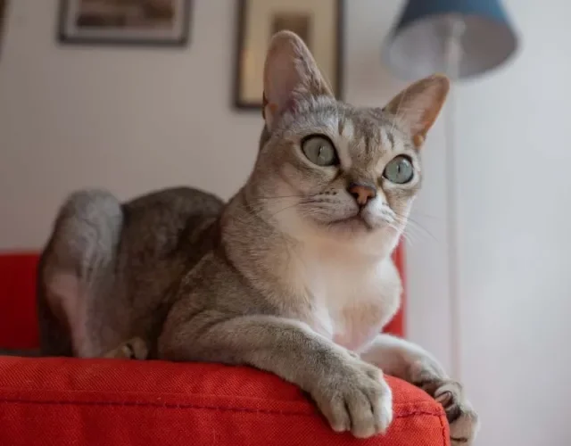 Gato Singapura: raça possui olhos marcantes, envoltos em um delineado natural