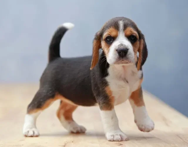Beagle filhote em pé olhando para frente