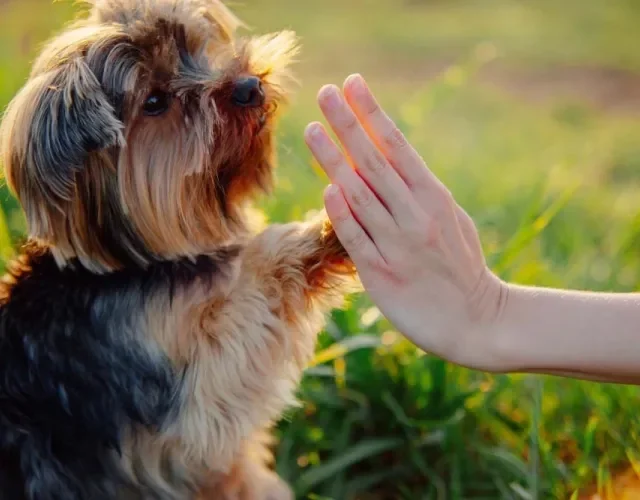 O cachorro é um amigo para contar em todos os momentos. Sabe quando você estiver triste ou doente? Ele estará por perto!