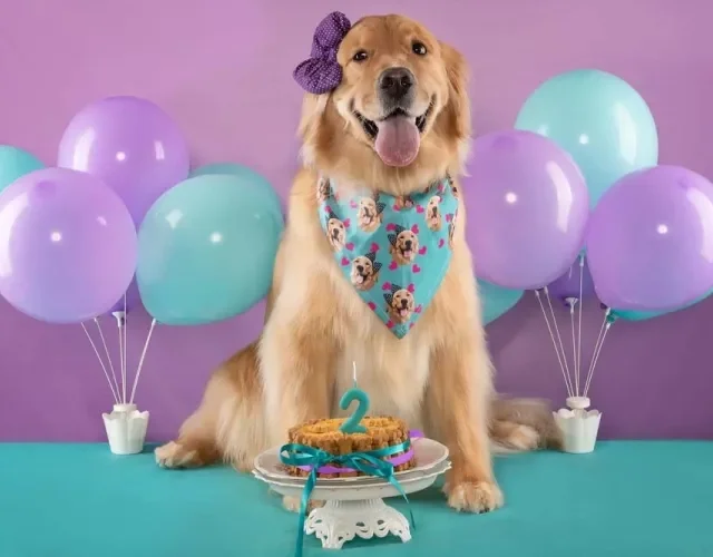 Laço para cachorro grande, como um Golden Retriever, também fica puro charme