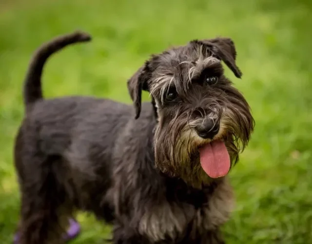 O cachorro Schnauzer é destemido e protetor, mas ao mesmo tempo é dócil e brincalhão