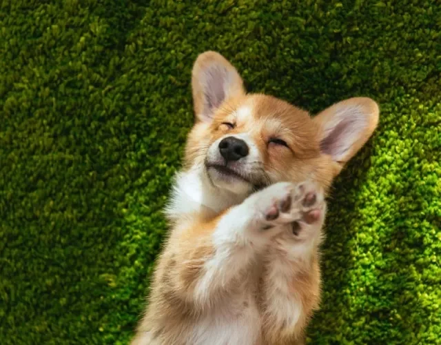 A raça de cachorros pequenos Corgi é muito leal e carinhosa