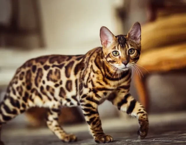 O Bengal é um gato doméstico tipo leopardo que é híbrido