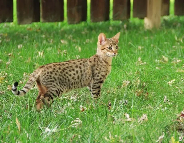 Outro gato híbrido é o Savannah, uma raça que é descendente do Serval Africano