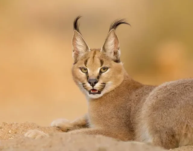 O Caracal é uma raça de gato selvagem que até tem versão híbrida, mas prejudica os animais