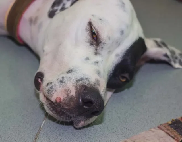 A papilomatose canina é muito contagiosa, então é importante manter o cão infectado afastado de outros pets