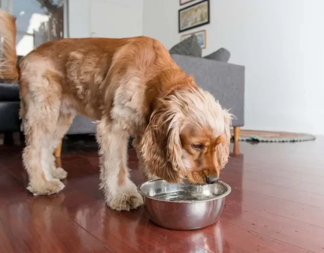 O bebedouro para cachorro tradicional é bem simples e barato