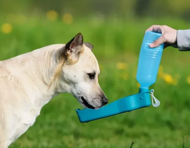 O bebedouro de cachorro portátil é super indicado para quem passeia bastante com o doguinho