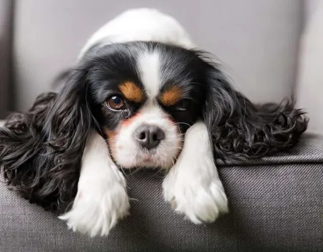 Tutor deve estar atento ao cachorro braquicefálico no verão