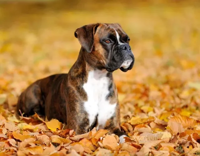 O Boxer faz parte da lista de raças braquicefálicas