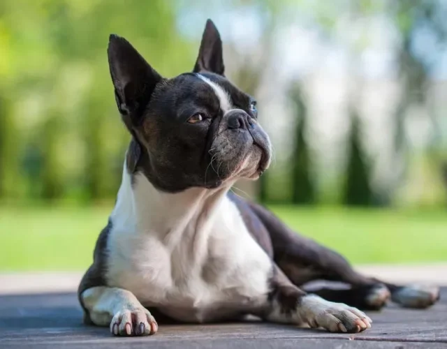 Em dias muito quentes, é indicado que o passeio com o cachorro braquicefálico seja feito ao anoitecer
