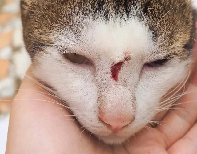 Esporotricose em gatos: imagens mostram como a doença inicia com feridas leves progridem rapidamente.