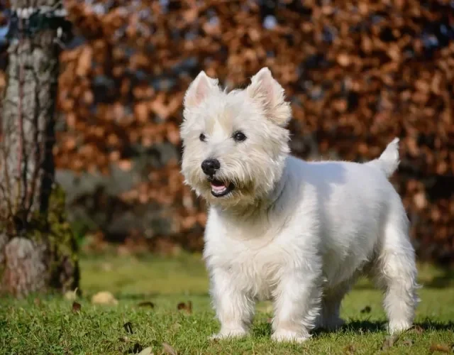 West Highland White Terrier é um belo cachorro de pelagem branca