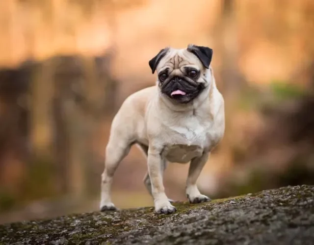 É quase impossível não se apaixonar pela raça Pug