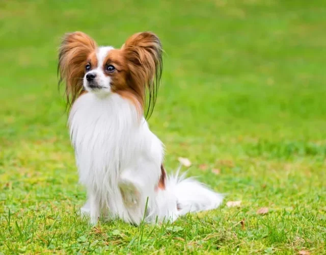 Beleza é o segundo nome da raça Papillon