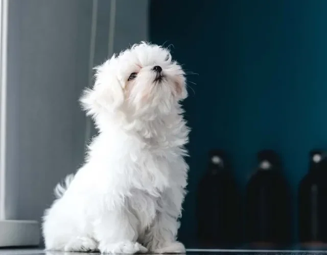 O cachorro Maltês é um belo cachorro pequeno