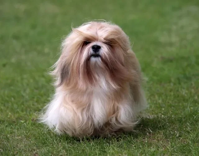 Lhasa Apso: tamanho pequeno e coragem de um leão