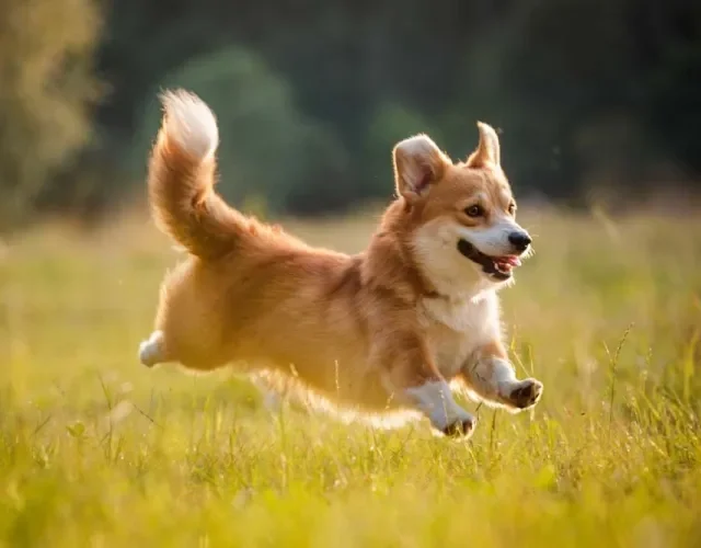 O Welsh Corgi Pembroke é um cãozinho exuberante de personalidade amável