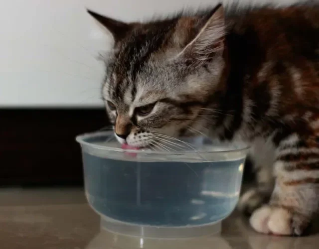 Bebedouro para gatos: os felinos gostam de água sempre fresca. A altura deve ser a mesma do comedouro, na linha do cotovelo.