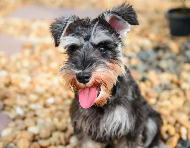 Como esse é um cachorro que tem bigode, a tosa é recomendada