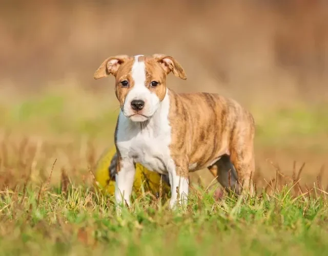 American Staffordshire Terrier filhote tem que ser adestrado para não ser teimoso quando adulto