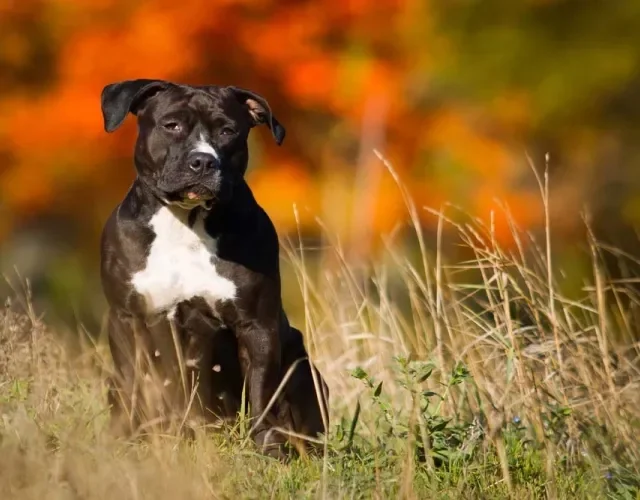 O American Terrier é um tipo de Pitbull com muitas qualidades