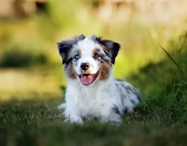O olho de cachorro pode ter duas cores se o animal tiver heterocromia, que é comum no Husky e no Pastor Australiano