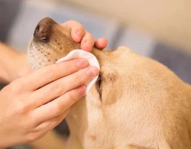 Olho do cachorro com remela é normal quando ele acorda, mas é preciso higienizar a área