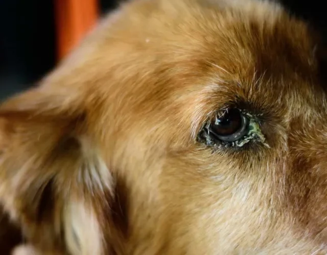 Remela no olho do cachorro pode ser verme