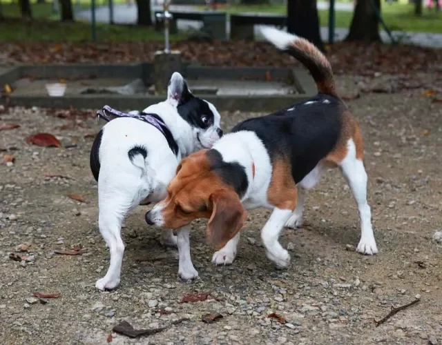 A contaminação de uma DST canina ocorre por cruzamentos ou no ato do cachorro cheirar o rabo de outro pet com a doença