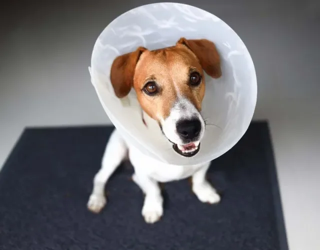 O cachorro castrado se torna menos territorialista e adota um comportamento mais tranquilo