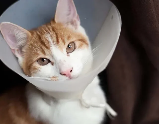A castração de gato macho ajuda a diminuir as fugas e voltinhas pela rua