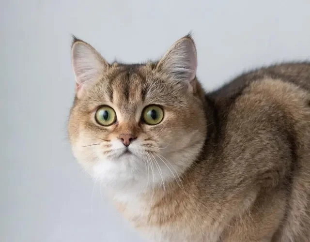 O British Shorthair com pelos beges e marcas mais escuras é encantador