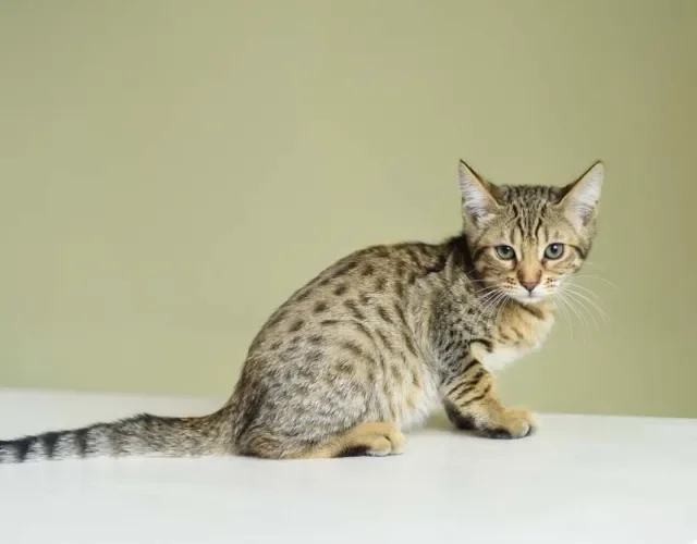 Gato Savannah F5: esse já não tem quase nenhuma aproximação com o Serval