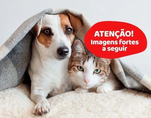 A dermatite úmida em cachorro deixa a pele bem inflamada. Veja uma imagem a seguir!