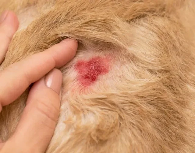 Dermatite úmida: cachorro causa uma ferida na pele que precisa de tratamento