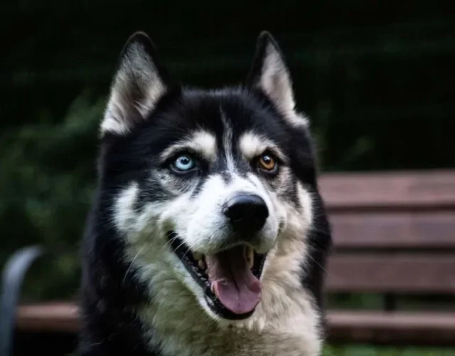 Husky Siberiano com heterocromia
