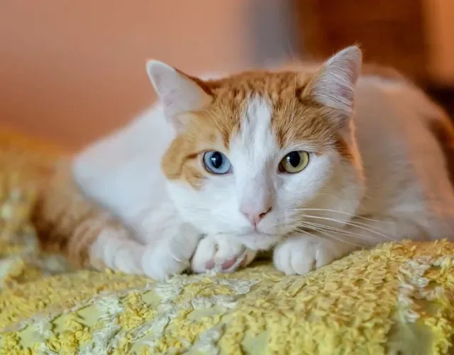 Gato com duas cores de olhos pode ter diferentes pelagens, mas o branco sempre está presente