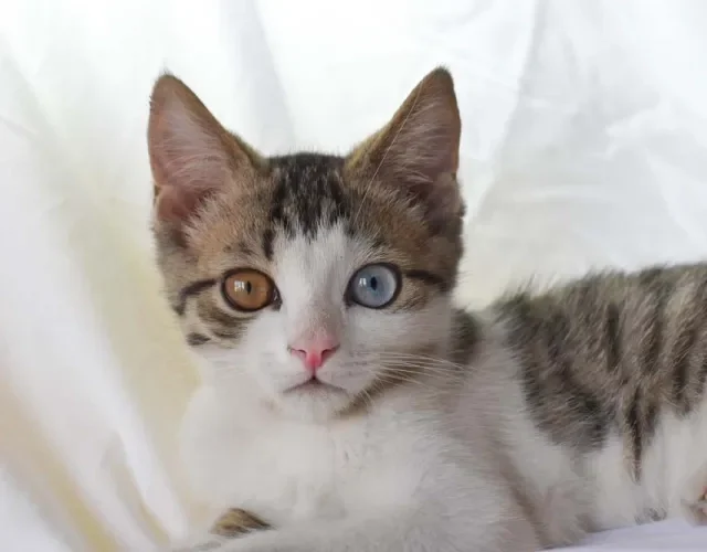 Gato com olho de duas cores geralmente não sugere problemas de saúde