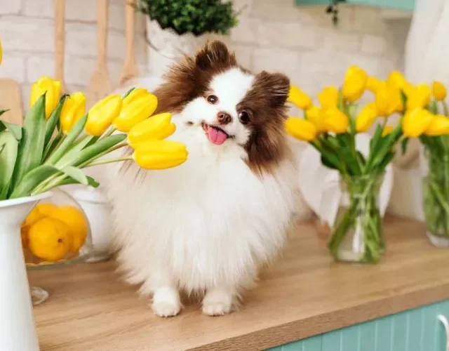 Lulu da Pomerânia: cores particolor são aquelas com base branca e detalhes de outra tonalidade Lulu da Pomerânia: cores particolor são aquelas com base branca e detalhes de outra tonalidade