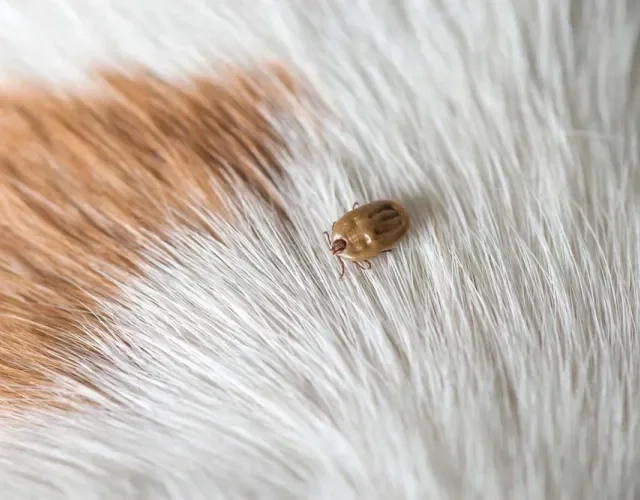 O carrapato fica alojado no pelo do cachorro enquanto suga seu sangue para se alimentar