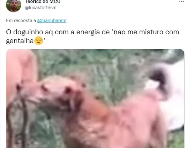 Quem mais tem um doguinho que pensa desse jeito?
