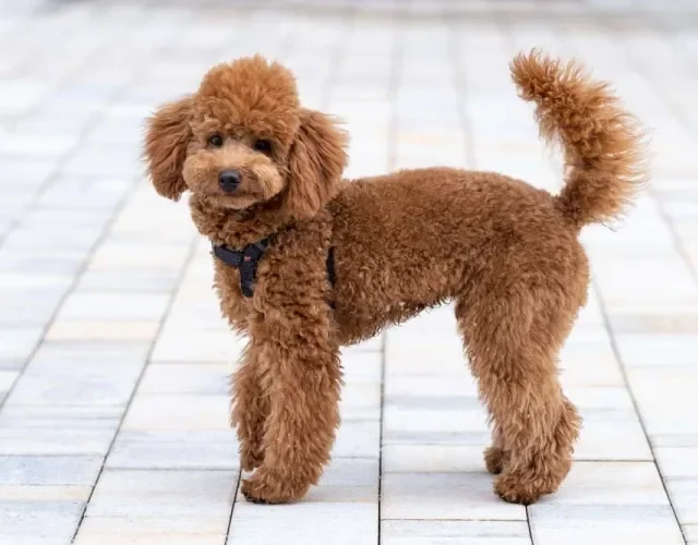 O Poodle é considerado por muitos o melhor cachorro para quem tem alergia, pois quase não solta pelos