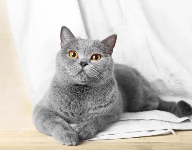 O gato cinza é aventureiro e espirutoso